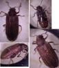 Grynobius planus